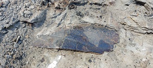 A large, brown, flat turtle shell fossil within lighter coloured rock